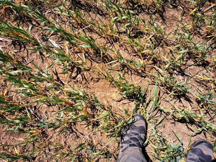 Фото гендиректора компанії Harveast Дмитра Скорнякова