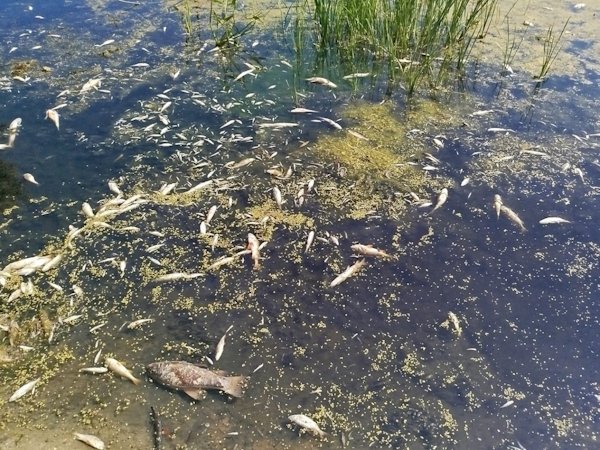 River Seym brings black water and dead fish to the Desna from the Kursk region. Is there a Russian connection?