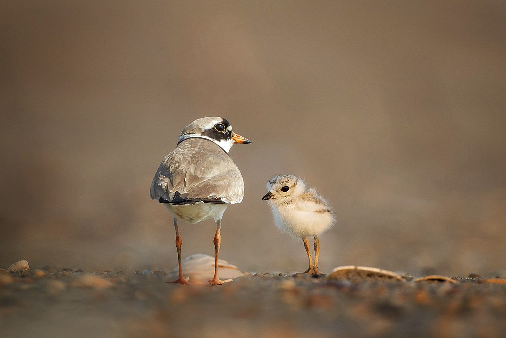 Пісочники великі (Charadrius hiaticula) неподалік місця гніздування на піщаній косі поблизу села Любиковичі Сарненського району Рівненської області. Автор: Петро Катеринич