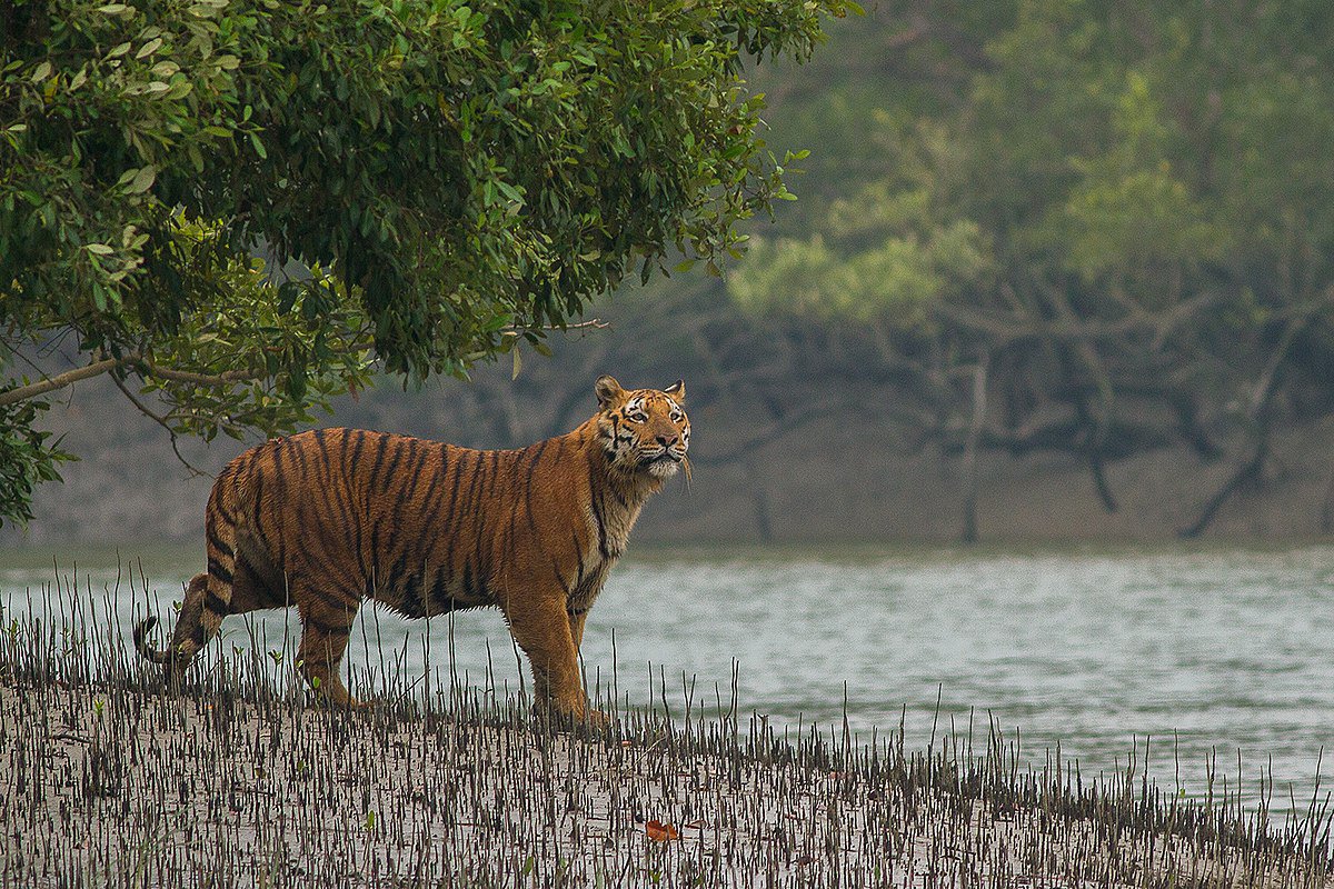 Фото: Soumyajit Nandy