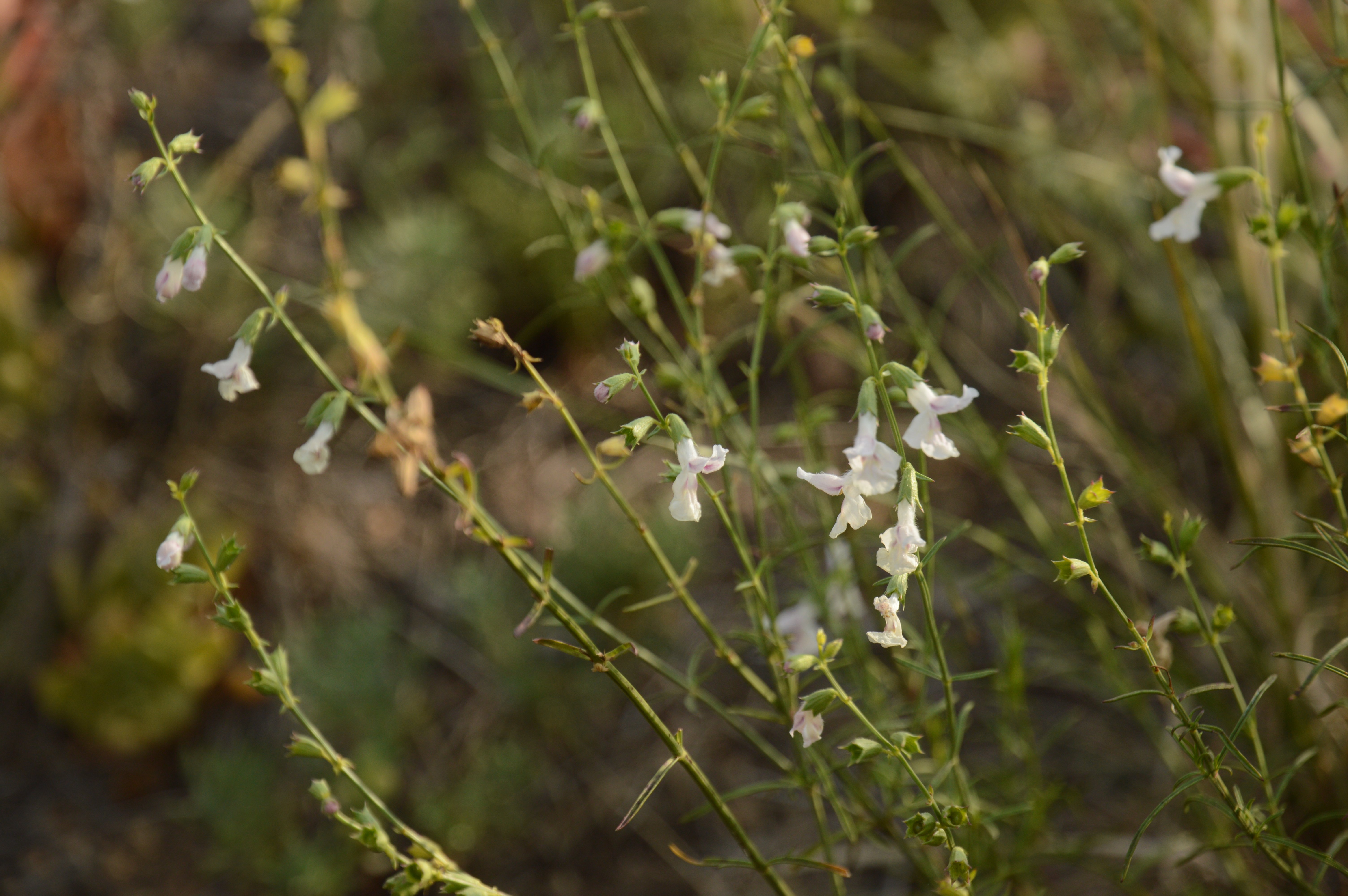 Чистець вузьколистий (Stachys angustifolia) – рідкісний вид рослин із диз'юнктивним (розірваним) ареалом, поширений тільки на Балканах, у Криму і Бузькому Гарді, фото Дар'я Ширяєва