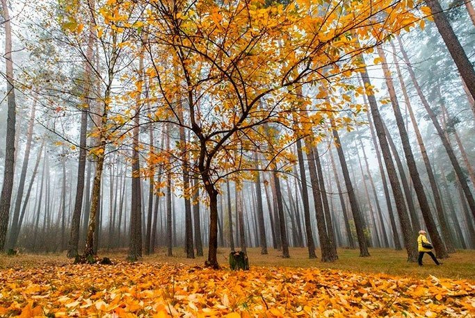 Фото ілюстративне, з відкритих джерел