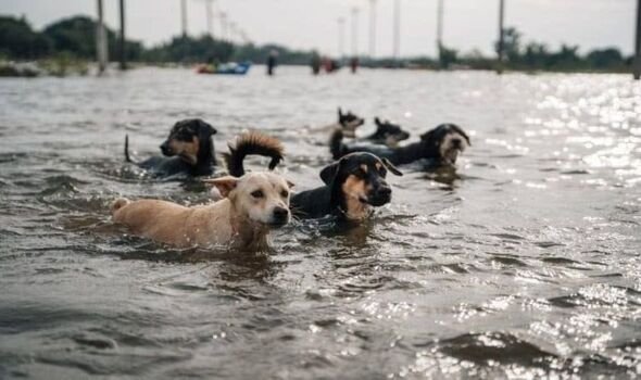 Animals also have reportedly drowned in the area of Kakhovka dam. Photo: Ministry of Internal Affairs Ukraine)