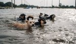 Попередній перегляд Animals also have reportedly drowned in the area of Kakhovka dam. Photo: Ministry of Internal Affairs Ukraine)