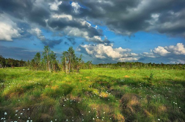 Україна бере під охорону поліські праліси