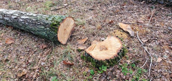 «Нова пошта» вирубала ділянку лісу під Києвом (ФОТО) Обіцяє висадити нові дерва