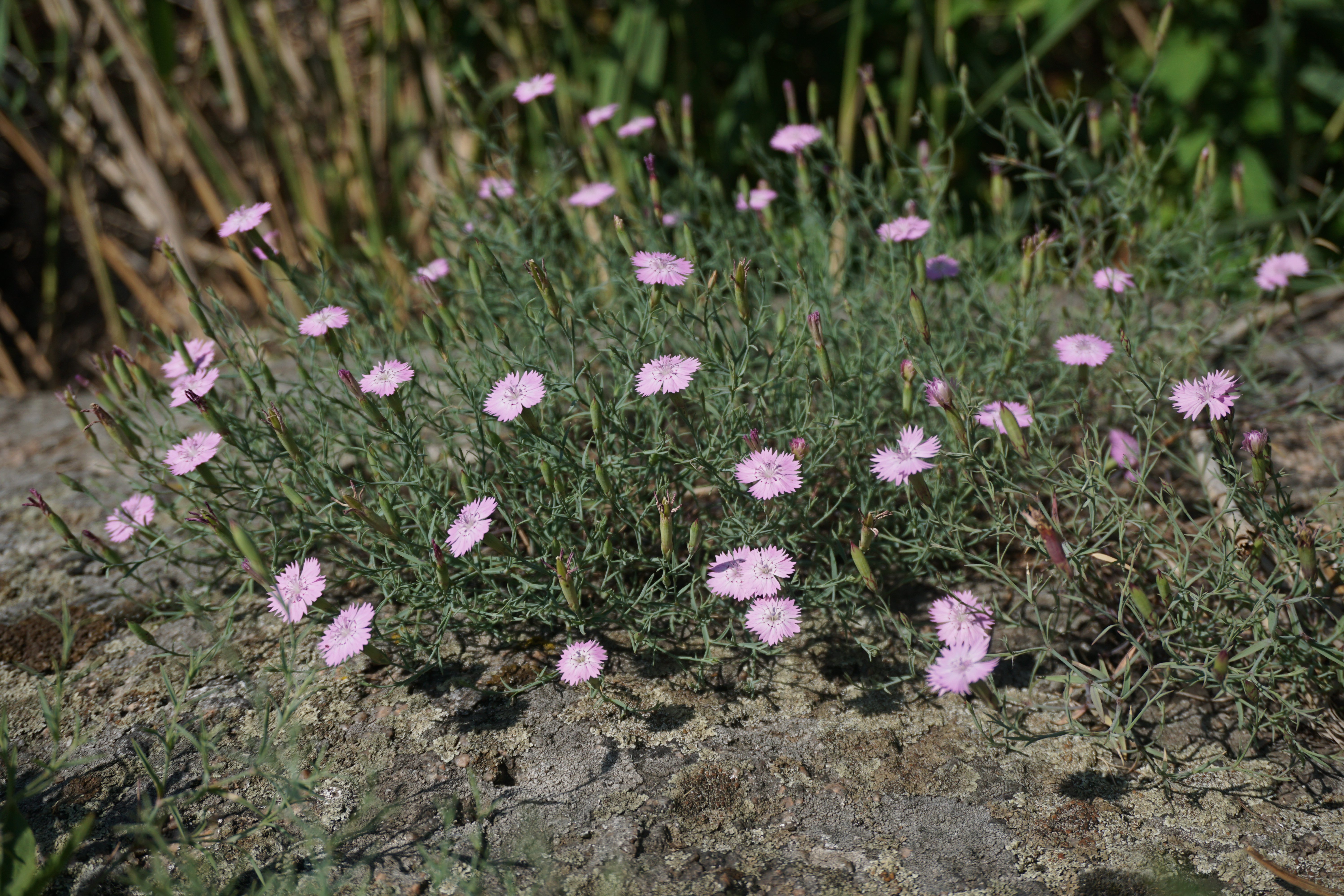 Гвоздика бузька (Dianthus hypanicus) – ендемічний вид рослин, поширений тільки на гранітних скелях у басейні Південного Бугу, фото Дар'я Ширяєва