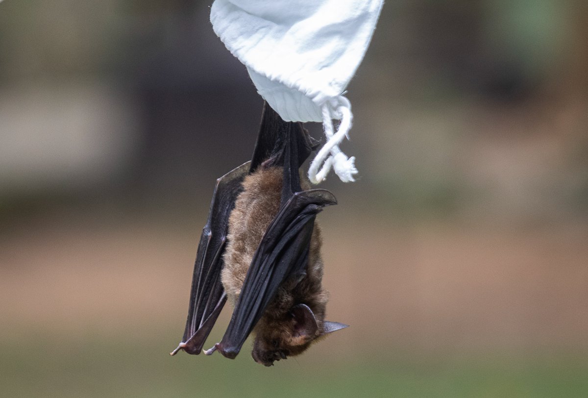 SAKCHAI LALIT/AP PHOTO