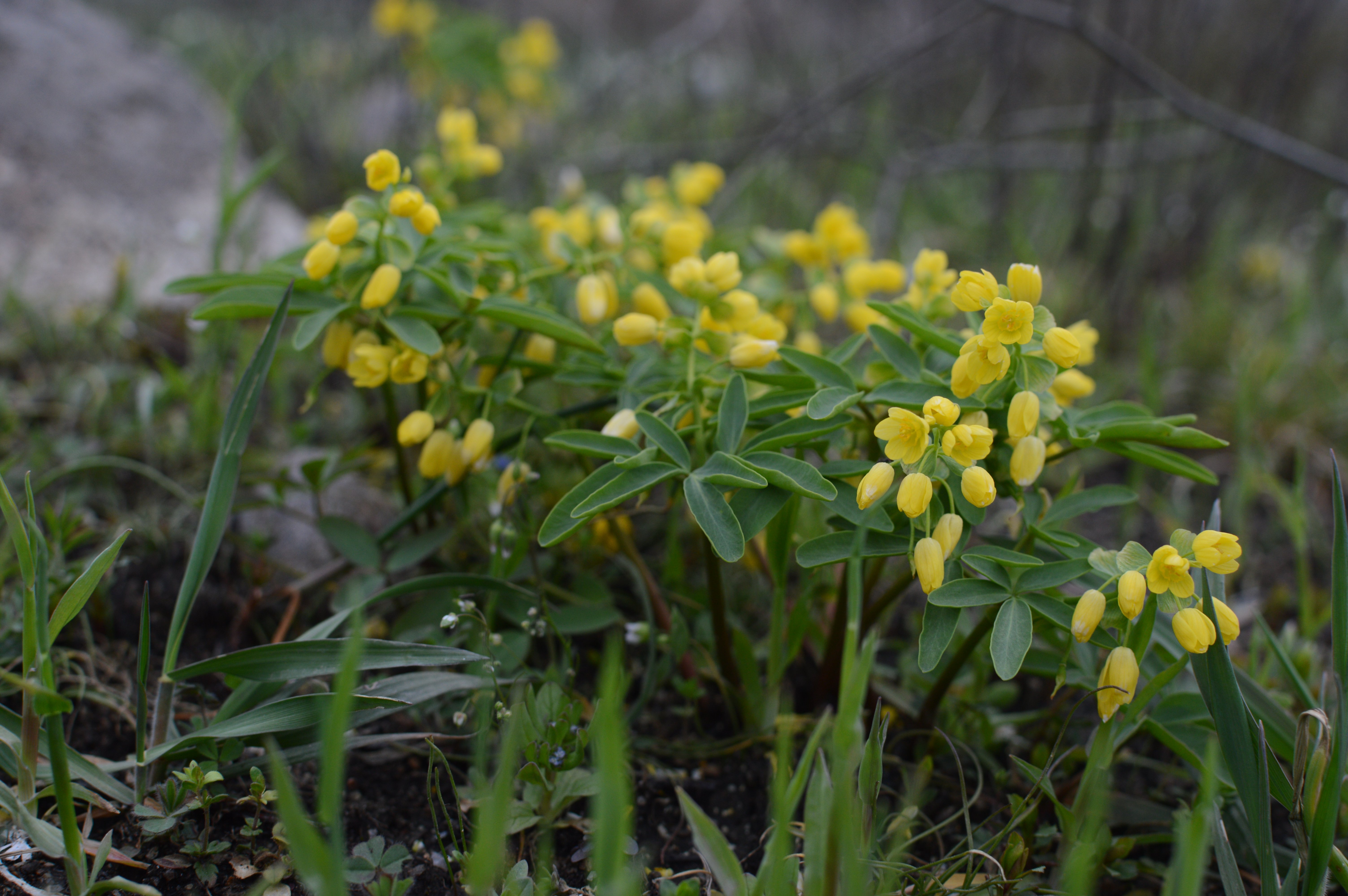 Оставник одеський (Gymnospermium odessanum) – ендемічний вид рослин, поширений тільки у Північному Причорномор'ї, фото Дар'я Ширяєва