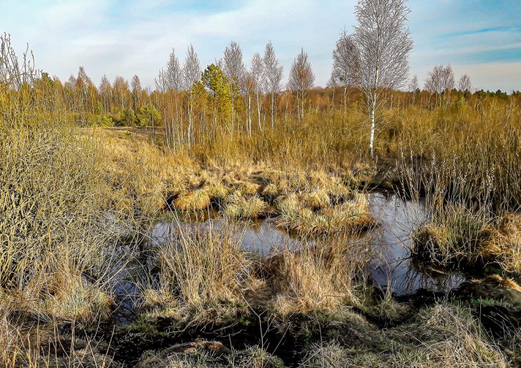 "Велике Багно" у Маневицькому районі Волинської області. Фото – Олександр Кукшин