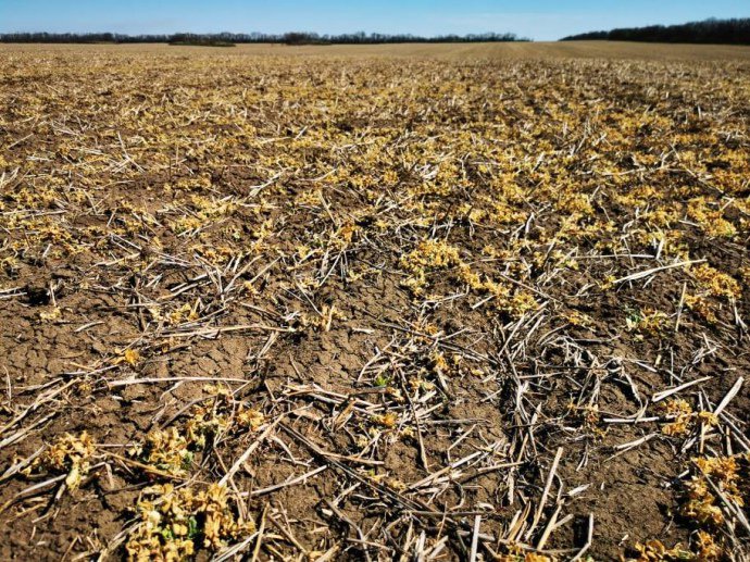 Фото гендиректора компанії Harveast Дмитра Скорнякова