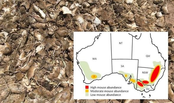 В Австралії – нашестя мишей. Екологи попереджають, що труїти не можна (ВІДЕО)
