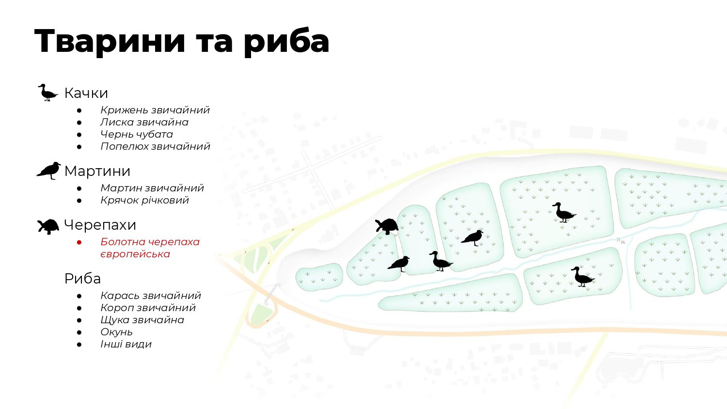 Тваринний світ нижнього каскаду Совських ставків. Слайд з презентації, наданої активістами