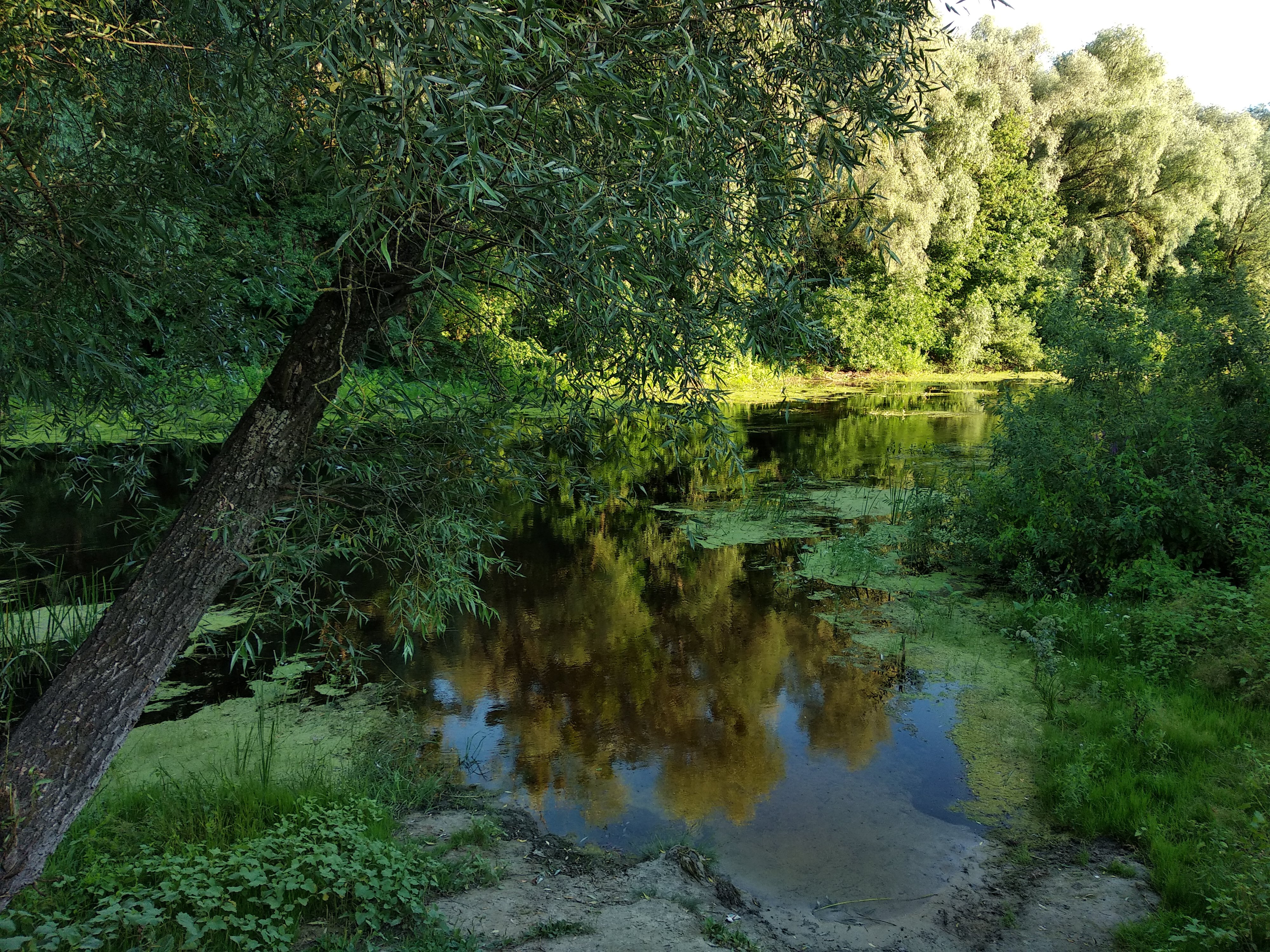 сонна Сула