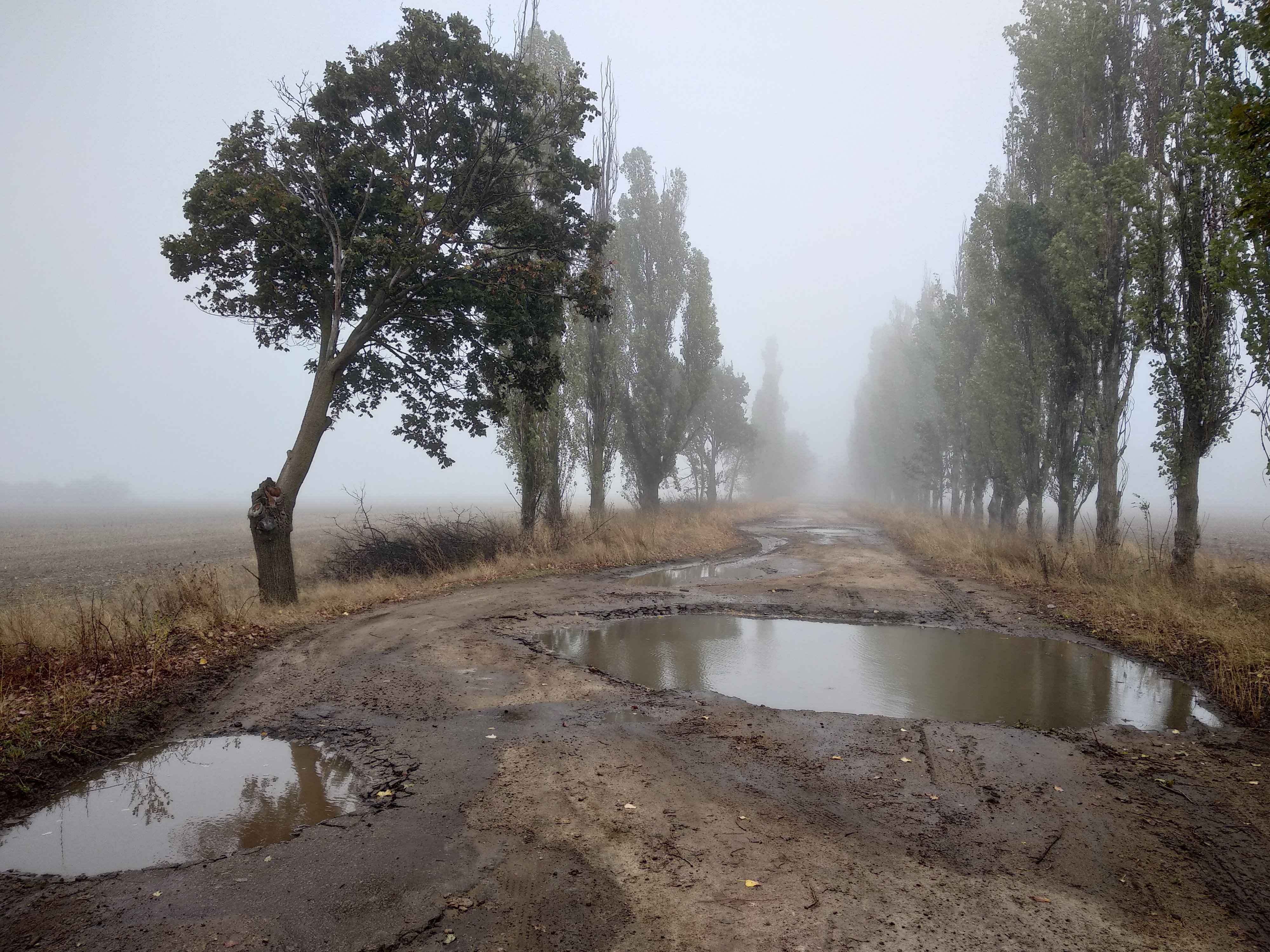 Чи то в ранковому тумані