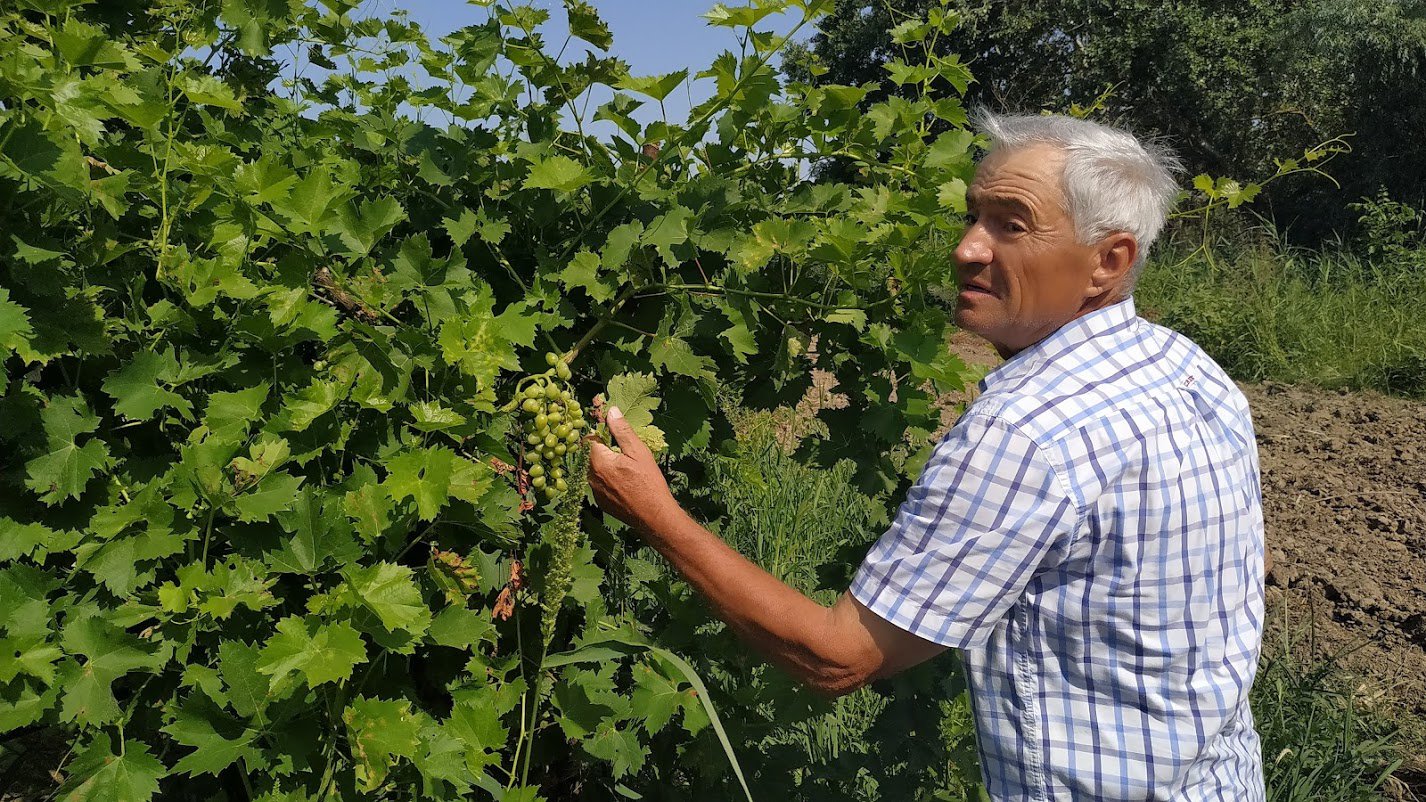 Виноградар Георгій Стоянов