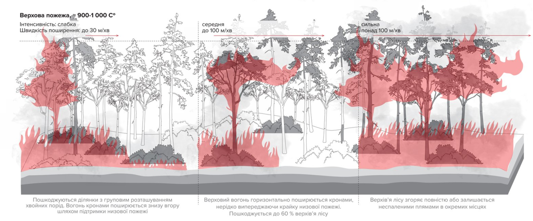 Швидкість-лісової-пожежі-100-метрів-за-хвилину-У-нас-немає-служби-яка-має-гасити-ліси-—-Тексти-org-ua.png