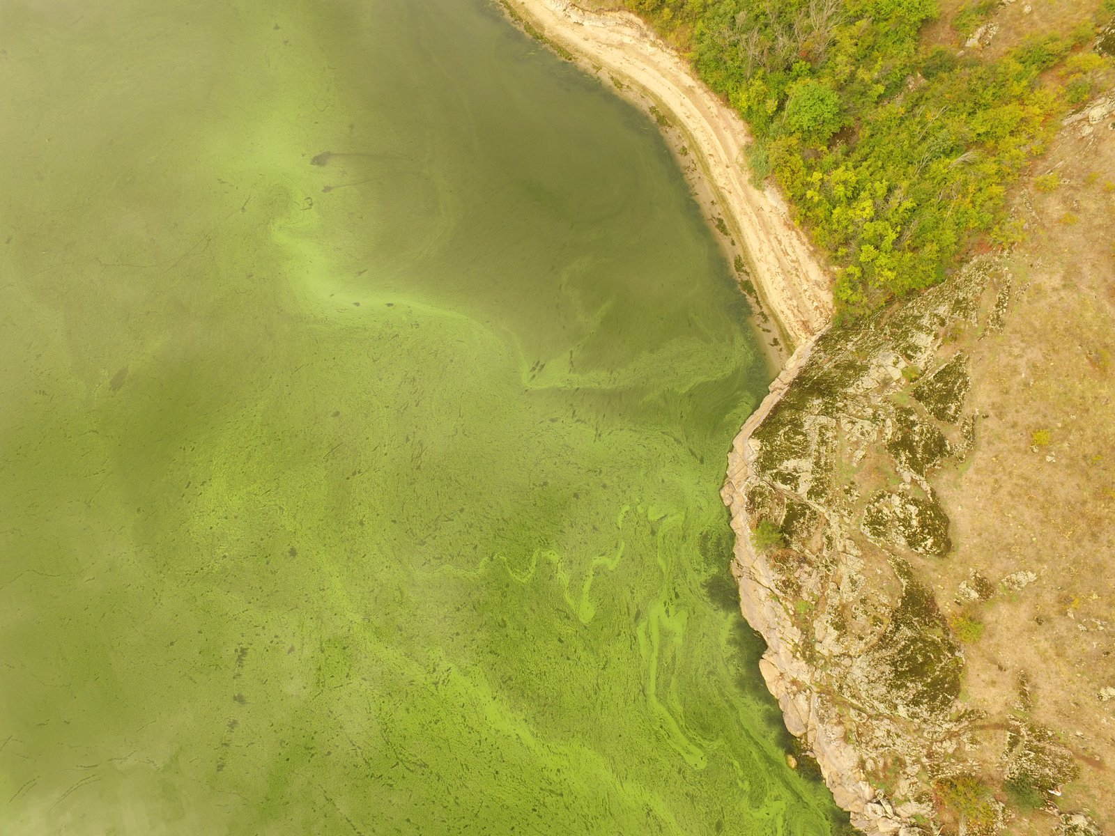 Цвітіння водосховища влітку - аерофото Михайло Хитрук2.JPG