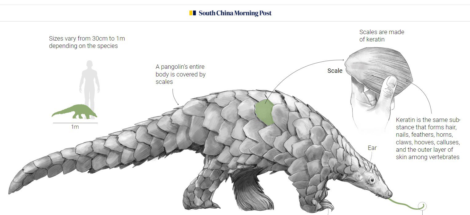 Підозрюють панголіна — але це не доведено: малюнок SCMP