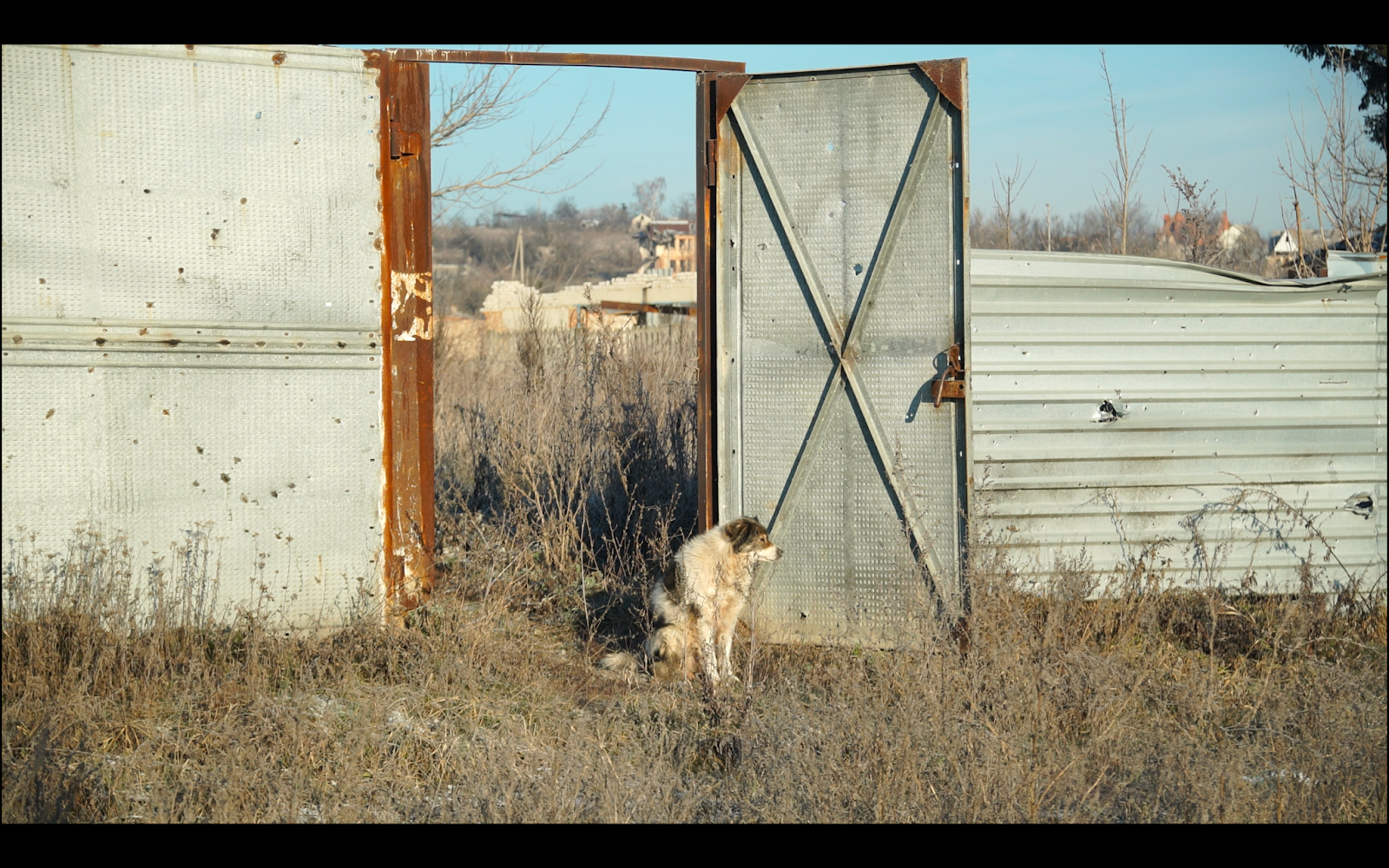 Тварини в Богородичному, Донецька обл. Фото Gaelle Girbes