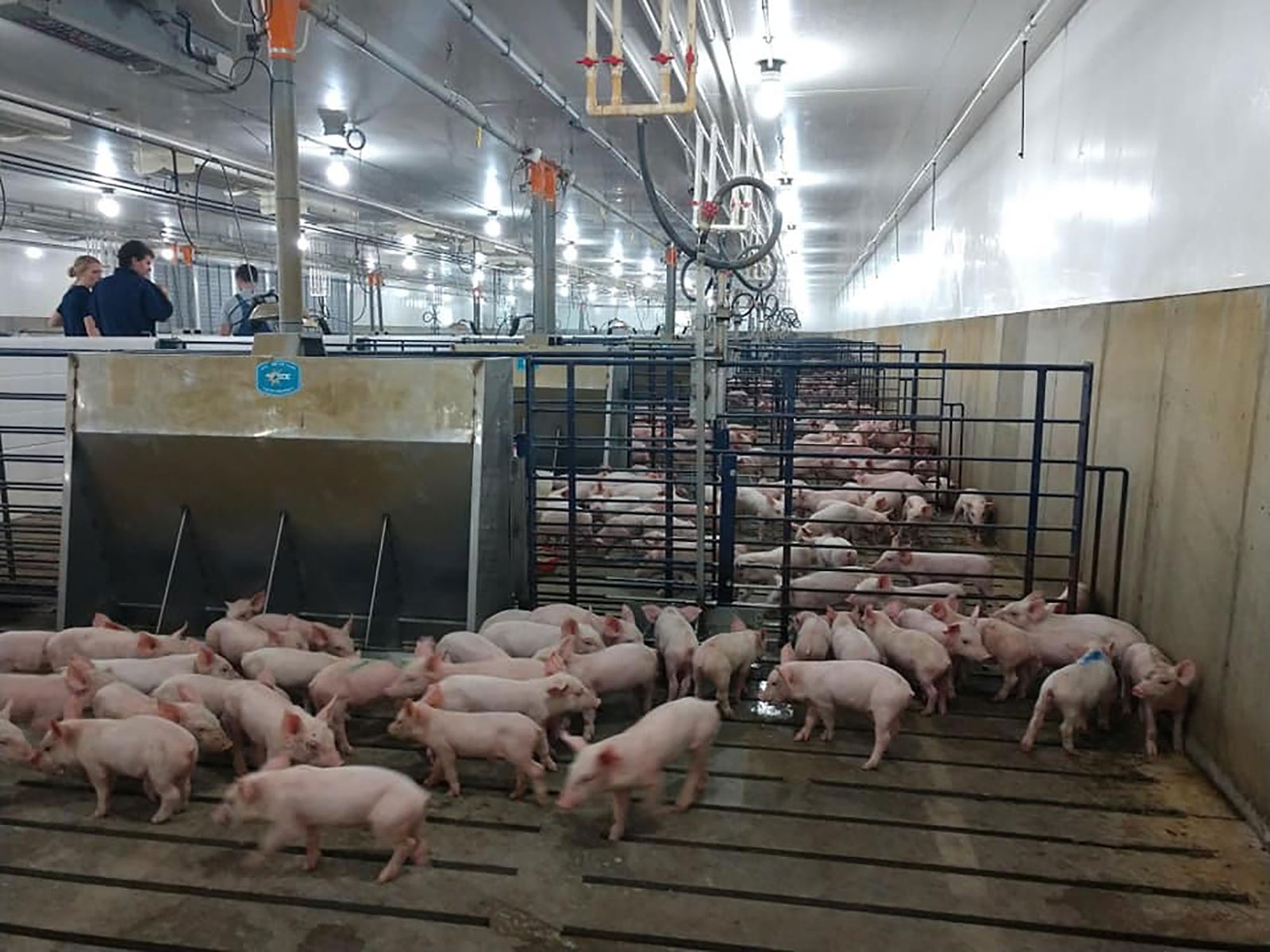 bg-pig_farming-003-miller.jpg