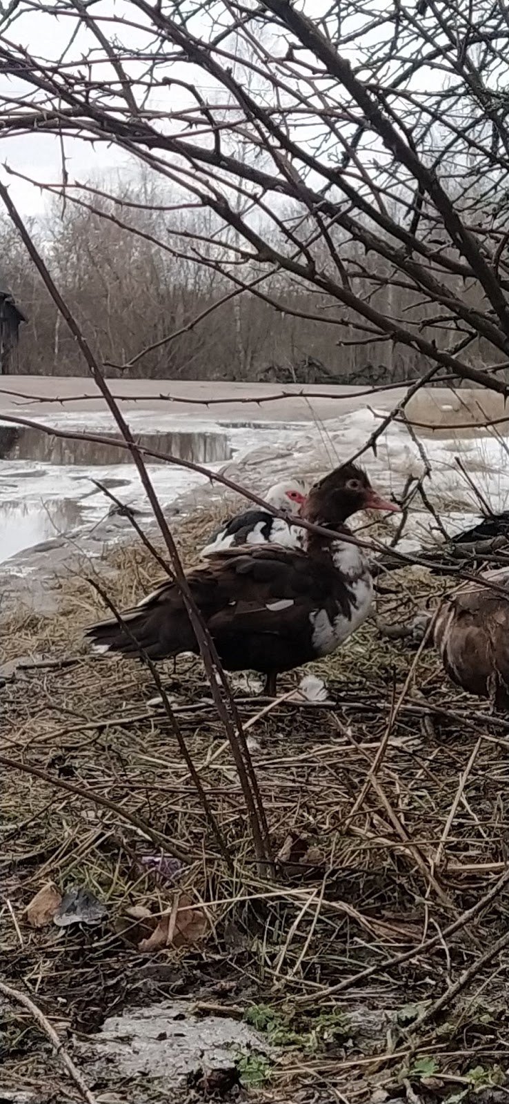 Прикордонні дороги і качки біля них. Фото автора