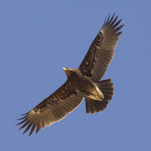 Підорлик великий. Фото: raptor.in.ua