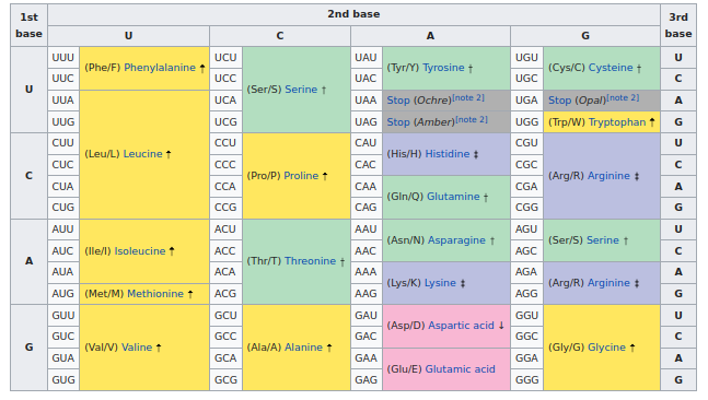 rna-codon-table.png